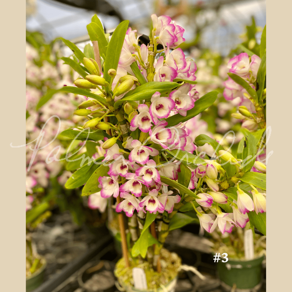 Nobile-Type Dendrobium 4-Pack — Palmer Orchids